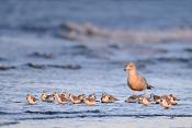 drieteenstrandloper (Calidris alba) 2-2019 7805